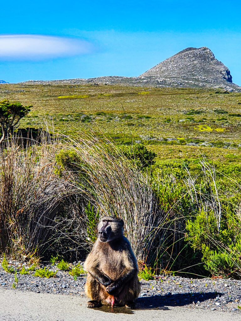 roadtrip Kaap de Goede Hoop