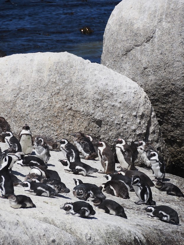 roadtrip Kaap de Goede Hoop