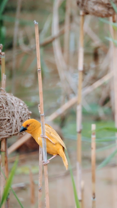 Nijlpaarden spotten inSt Lucia Zui-Afrika