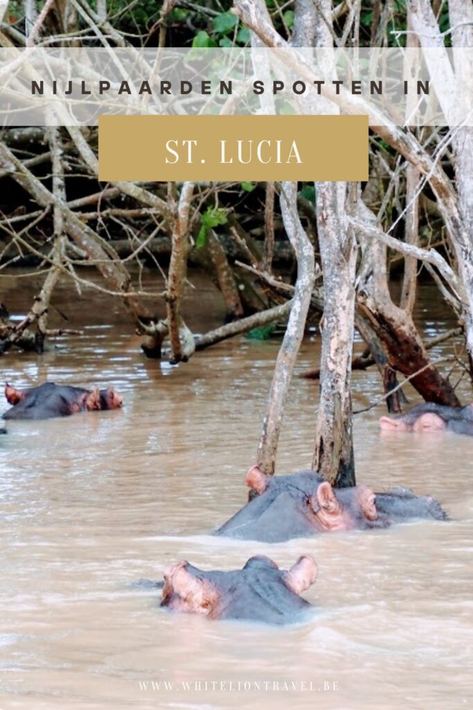 Nijlpaarden spotten in St. Lucia