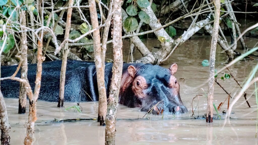 Nijlpaarden spotten inSt Lucia Zui-Afrika