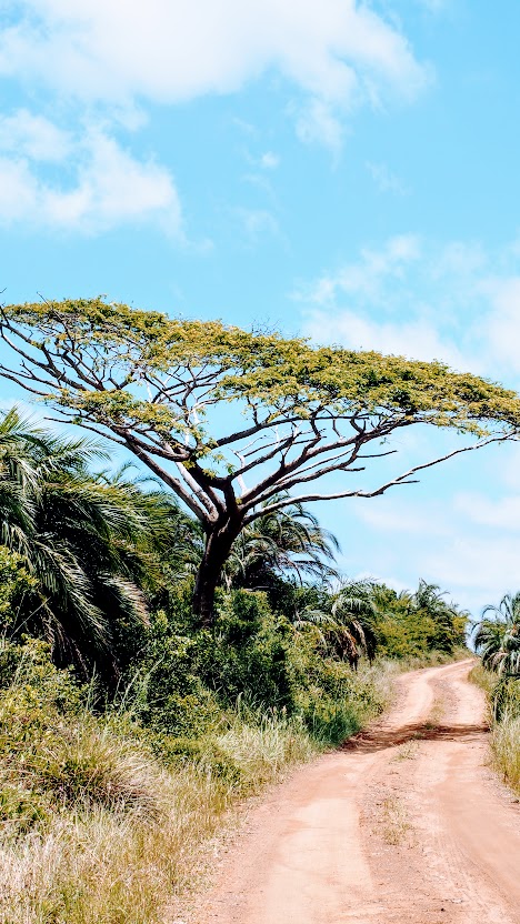 Nijlpaarden spotten inSt Lucia Zui-Afrika